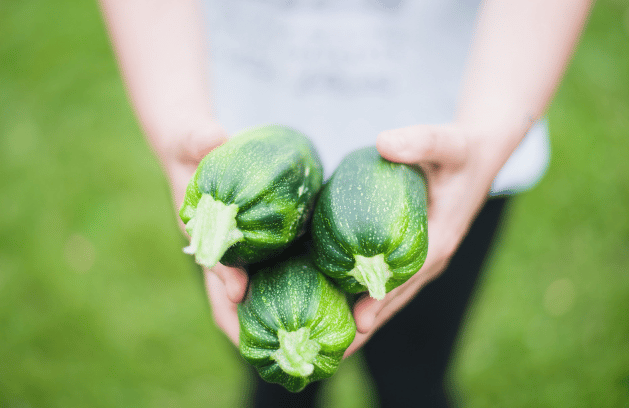 detail of two hands holding 3 zucchini that will be used to make ratatouille