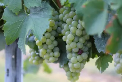 pairing pasta with wine-green grapes that will be used to make chardonnay