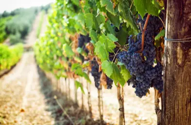 pairing pasta with wine-grapes