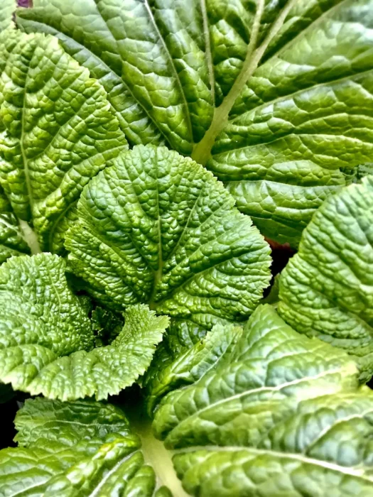 broccoli rabe substitute-green leaf