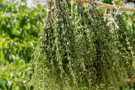 oregano vs basil-sun dried oregano leaves