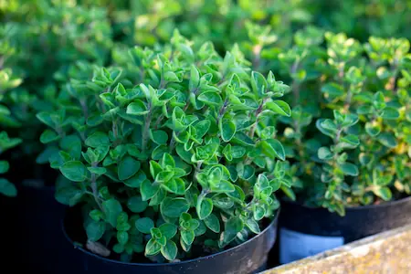oregano vs basil-oregano growing in garden pots