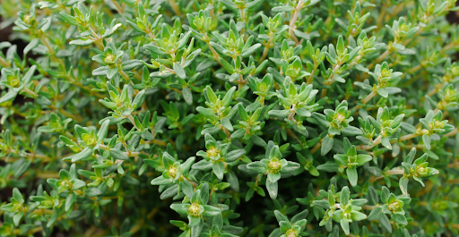 Close-up of oregano leaves on a wooden surface