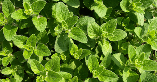 Fresh Oregano