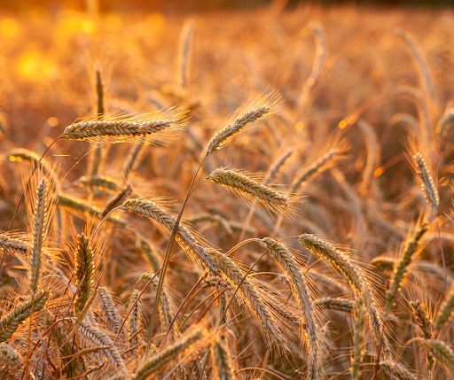 ancient grain