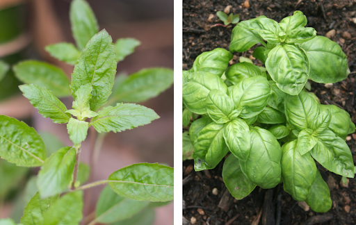 Basil vs. Holy Basil