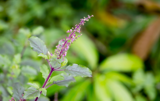 Genoves Basil