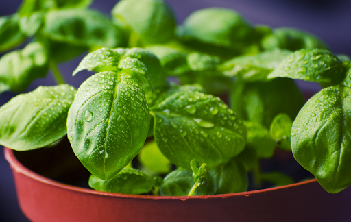 Uses for basil