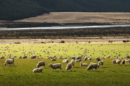 transhumance