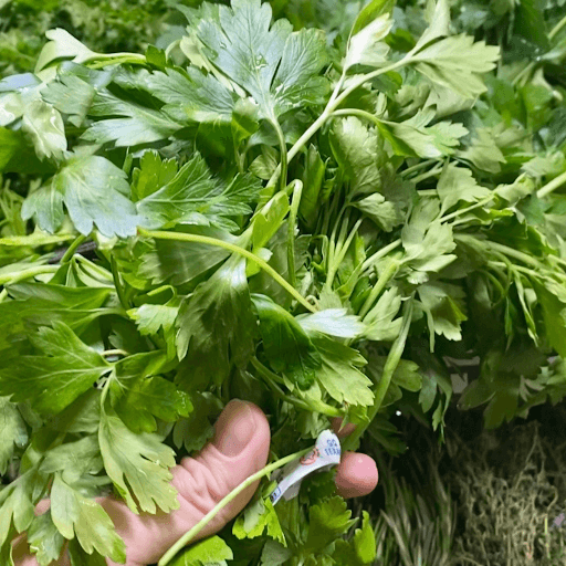 Green Seasoning