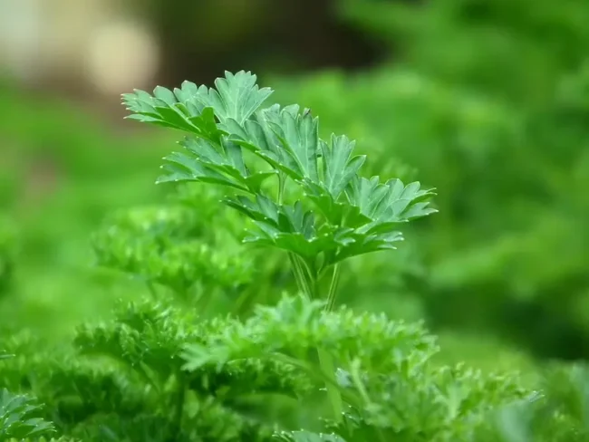 flat leaf parsley