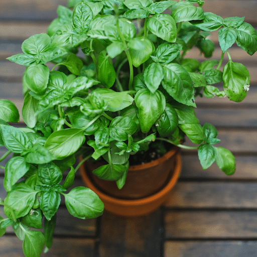 can you use basil stems in pesto-basil