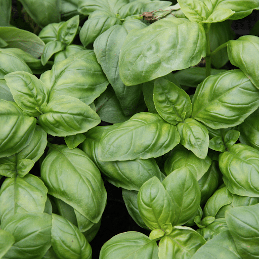 can you use basil stems in pesto