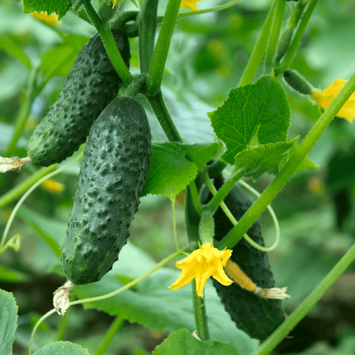 about cucumbers